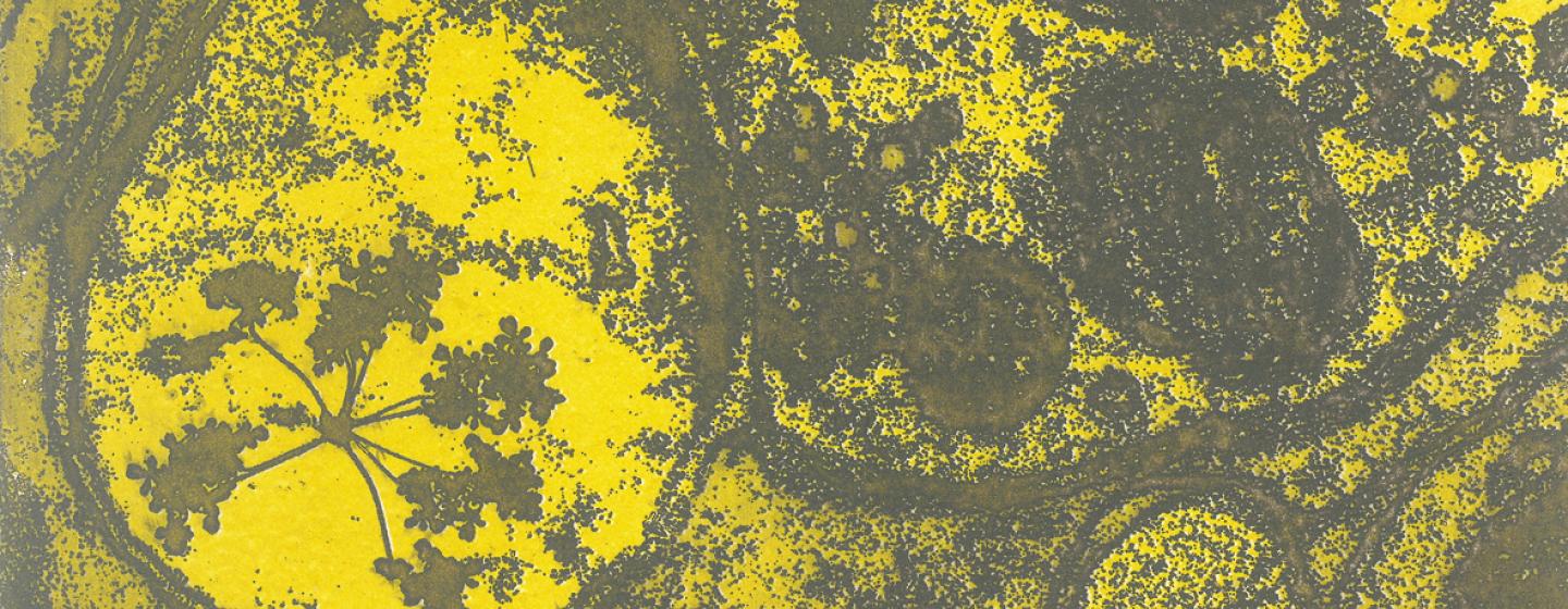 Jenny Graham - Mind Fields 1