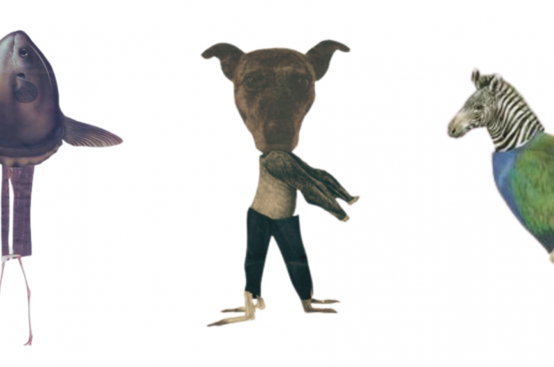 Picture of mixed up animals with different heads and bodies